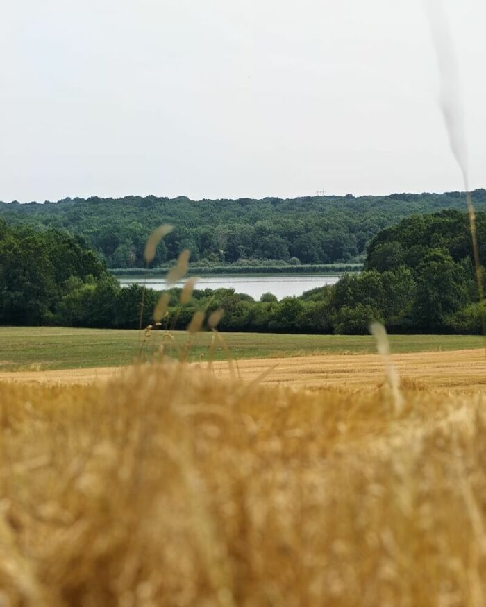 Promenade des Merisiers à Petit-Mesnil et La Rothière ©OT Grands Lacs de Champagne - A. Pankow (3).jpg OT Grands Lacs de Champagne - A. Pankow