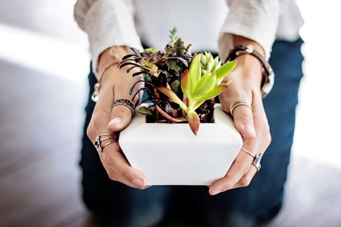 Plantes. CP DomAlberts.jpg Plantes. CP DomAlberts.jpg