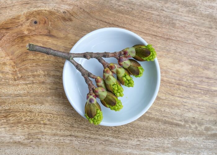 flower-buds-8651913_1280.jpg