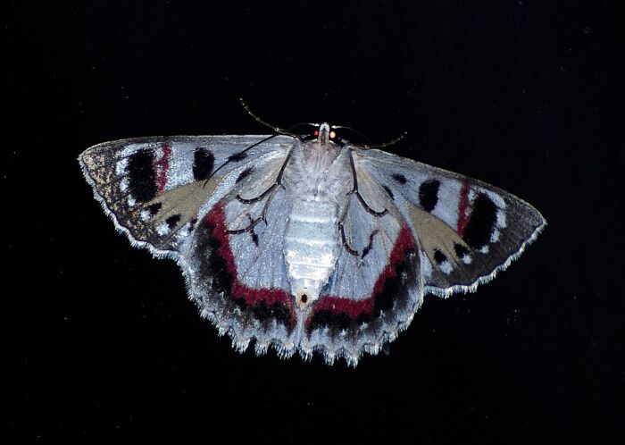 papillon de nuit cp  sandid de Pixabay.jpg pixabay