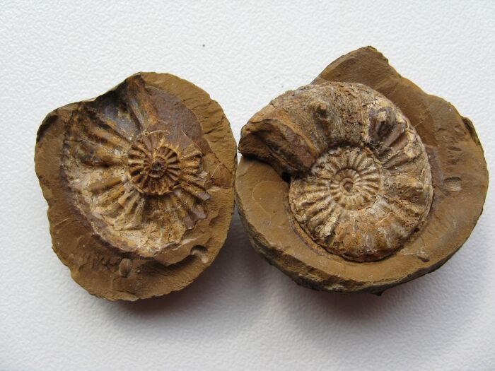 Fossile.jpg pixabay