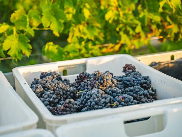 Apronie9.jpg Domaine D'Apronie