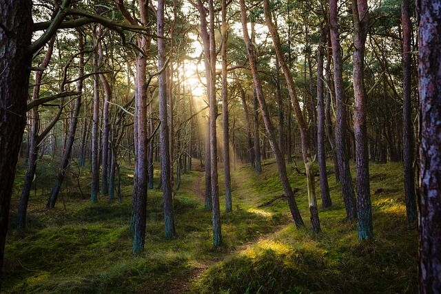 ma_frank-forest-7311484_640.jpg Pixabay