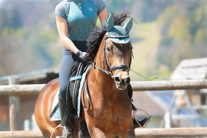 horseback-riding-6281534_1280.jpg Pixabay - Pezibear
