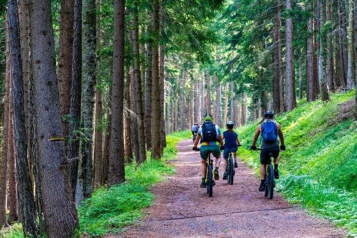 forest-4366094_1280.jpg © MaBraS - Pixabay