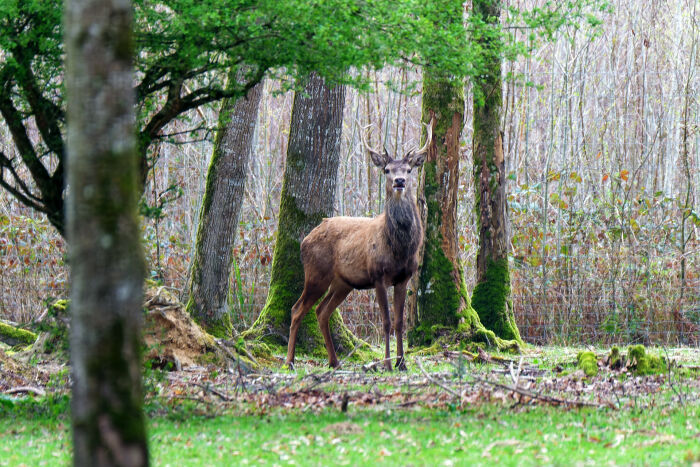 Cerf à l'EFFO.jpg Emilie LAFFITTE