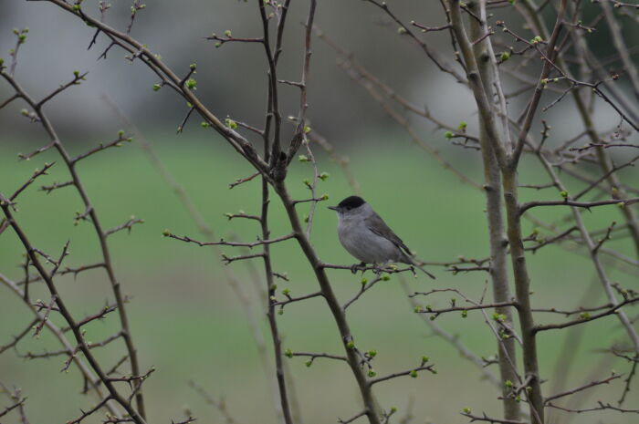 Fauvette à tête noire_crédit PnrFO T.Jean-François.JPG PnrFO-T.Jean-François