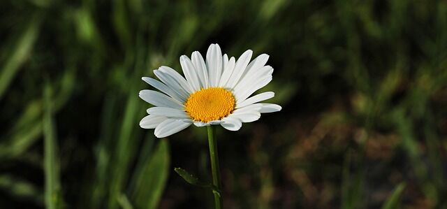 noname_13-daisies-3471283_640.jpg Pixabay