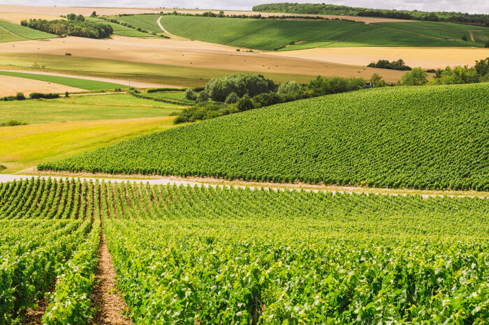 Champagne Edouard Duval.jpg Champagne Edouard Duval