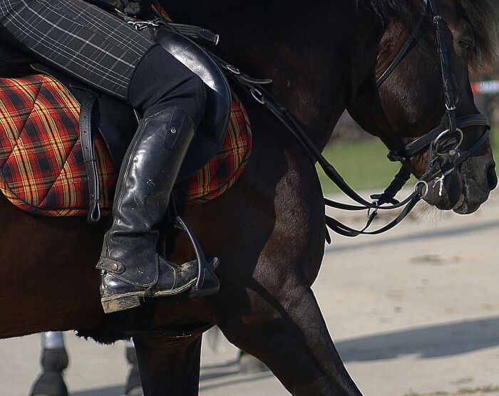 horse-harness-454189_1280.jpg uroburos - Pixabay