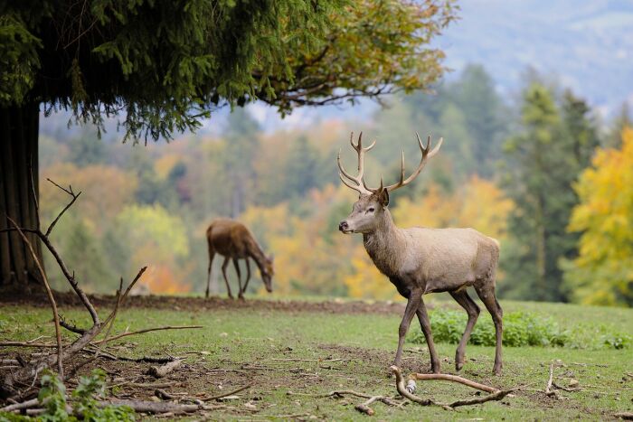deer-5664425_1280.jpg Pixabay