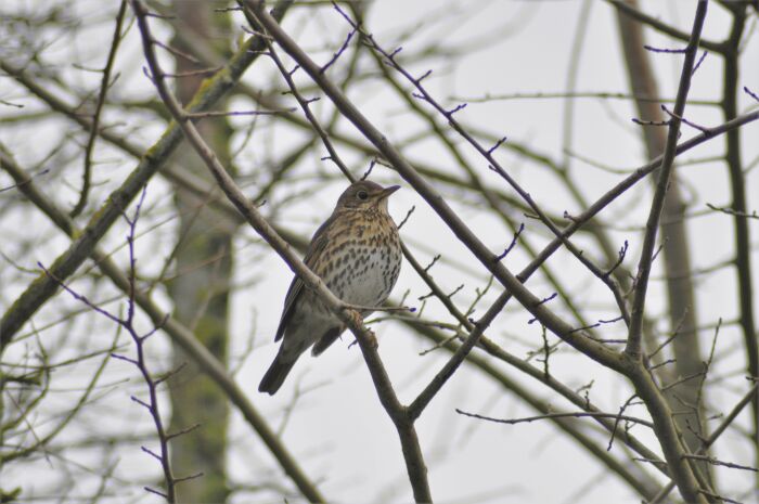 Grive Musicienne_crédit PnrFO T.Jean-François.JPG PnrFO-F.Vannier
