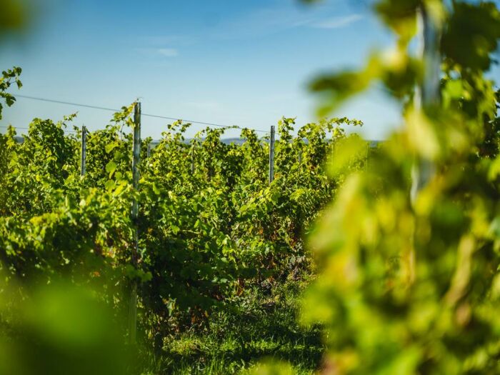 Apronie5.jpg Domaine D'Apronie