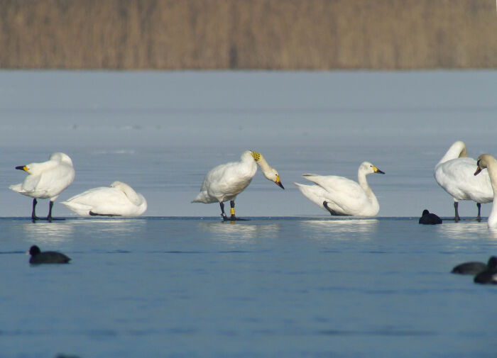 Cygne de Bewick.jpeg Christine Tomasson