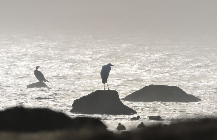 Héron_Crédit C.Tomasson.JPG C.Tomasson