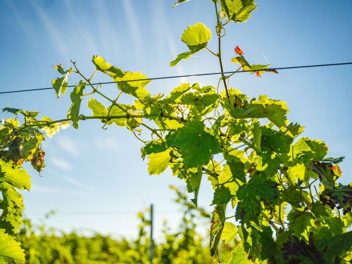 Apronie7.jpg Domaine D'Apronie