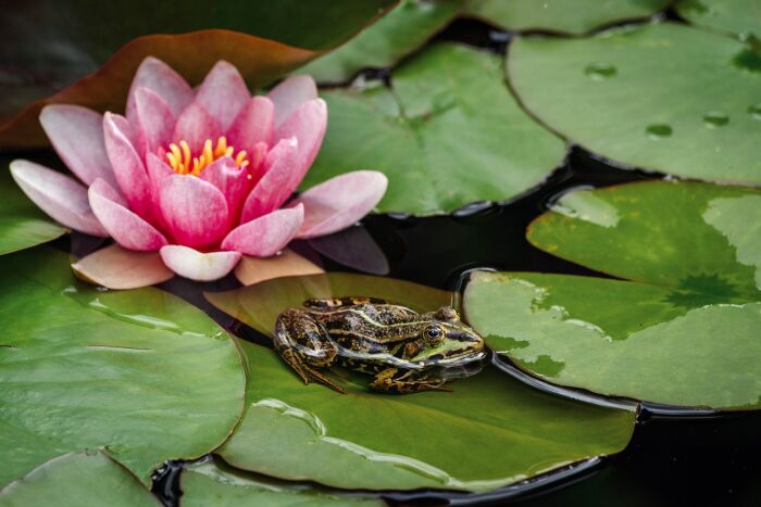 yellow-water-lily-7253137_1280.jpg © Pixabay
