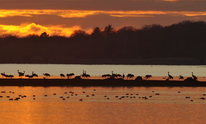 Couché de soleil grues cendrées - Christine Tomasson.jpg Christine Tomasson