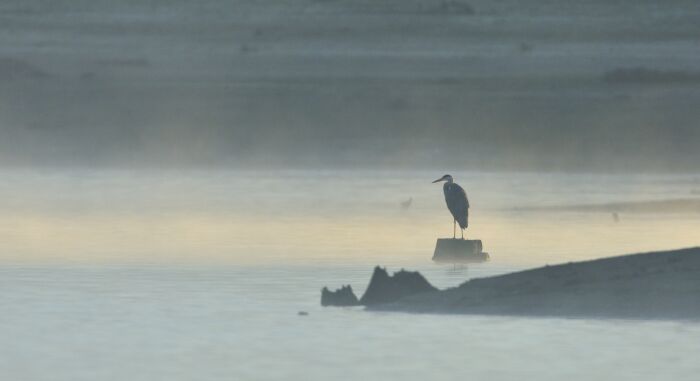 Héron 2_Crédit C.Tomasson.JPG C.Tomasson