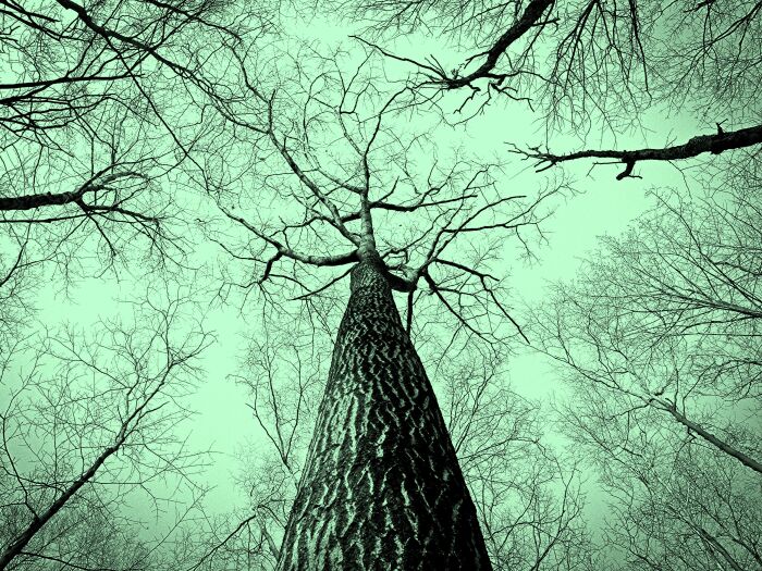 L'arbre, mémoire du vivant.jpg pixabay