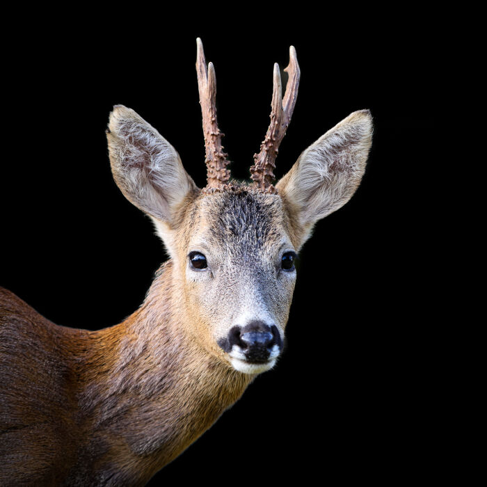 Exposition « L’instant Nature » Marine Marquet_La Chapelle-Saint-Luc © Marine Marquet