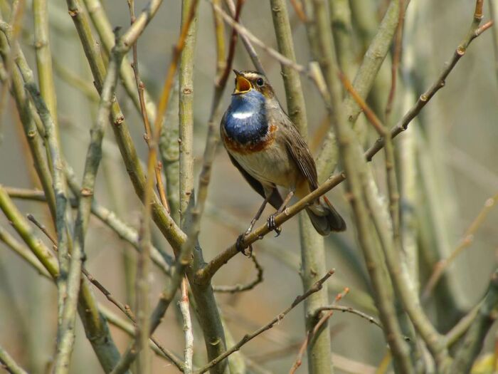 Chants d'oiseaux en réserve - symphonie de Courteranges Chants d'oiseaux en réserve - symphonie de Courteranges - Photo libre de droits