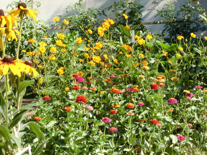 Zinnia lilipus.JPG François Chabroux