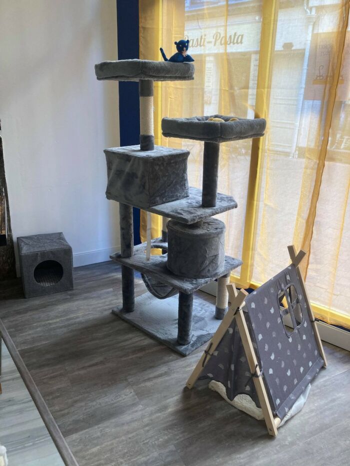 Troyes petits chats espace chats.jpg ©Troyes Petits Chats