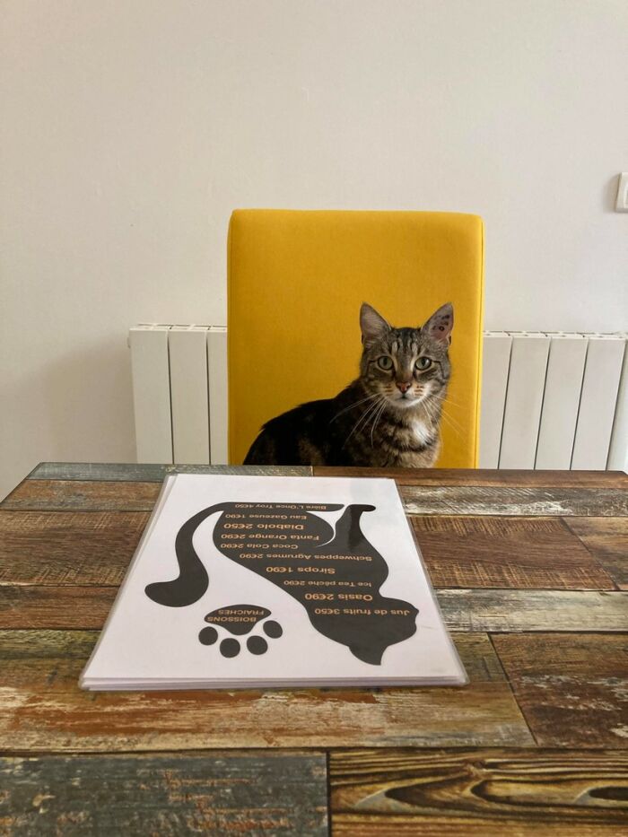 Troyes petits chats Rato.jpg ©Troyes Petits Chats