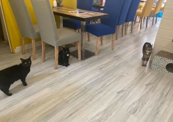 3 chats.jpg ©Troyes Petits Chats