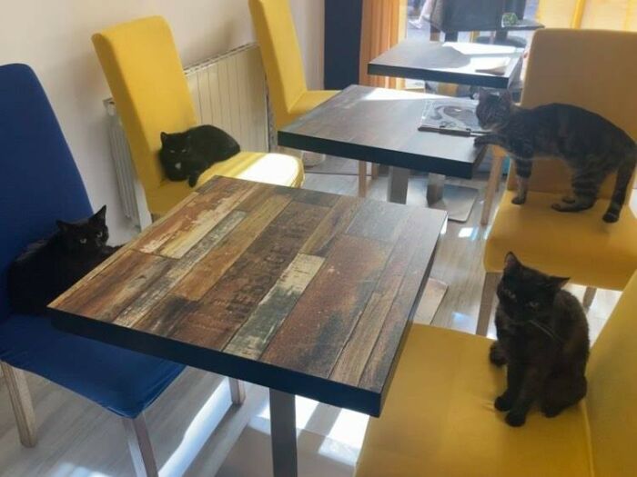 4 chats .jpg ©Troyes Petits Chats