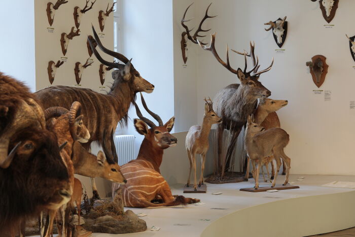 Museum - Animaux divers © Carole Bell - Ville de Troyes