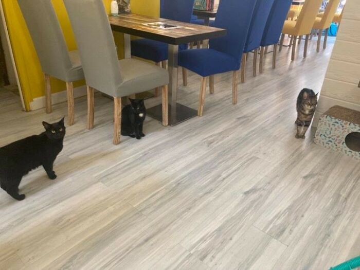 3 chats.jpg ©Troyes Petits Chats