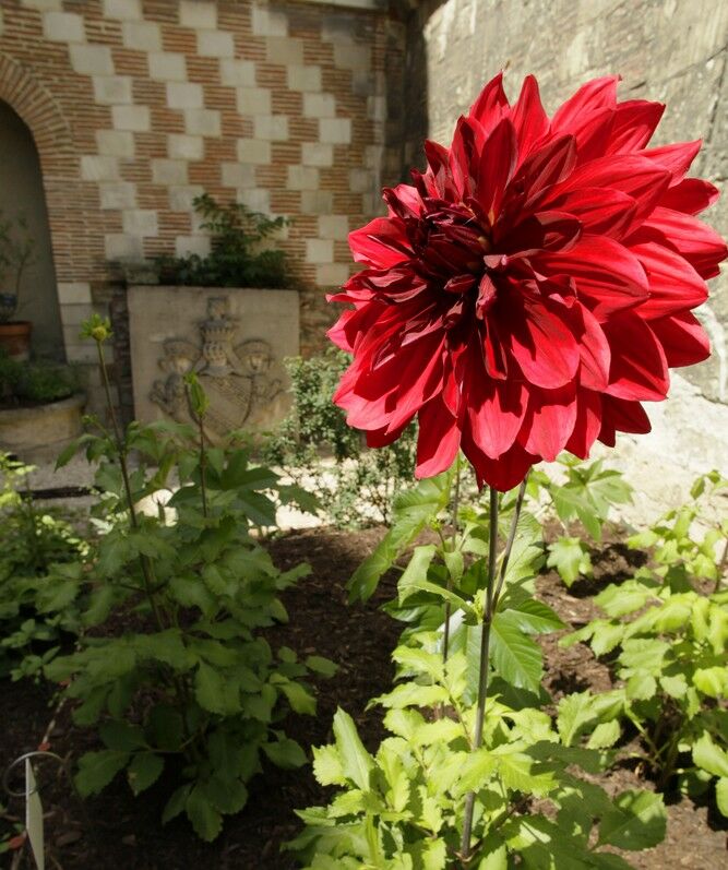 JARDIN MED VAULUISANT.JPG Jardin des Teinturiers