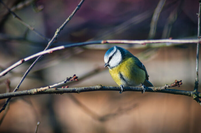Symphonie de Courteranges : à l’écoute des oiseaux_Courteranges ©Théo JEAN-FRANÇOIS, PnrFO