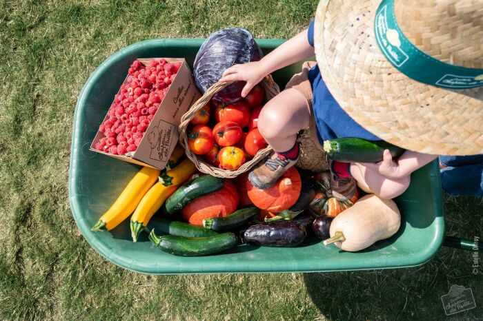 Brouette fruits et légumes Chapeau de Paille - © EstelleOffroyPhoto