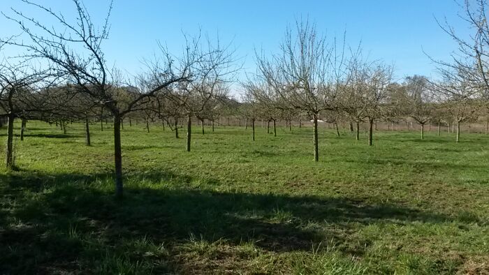 comité marquage journet5.jpg Fruit du vergers