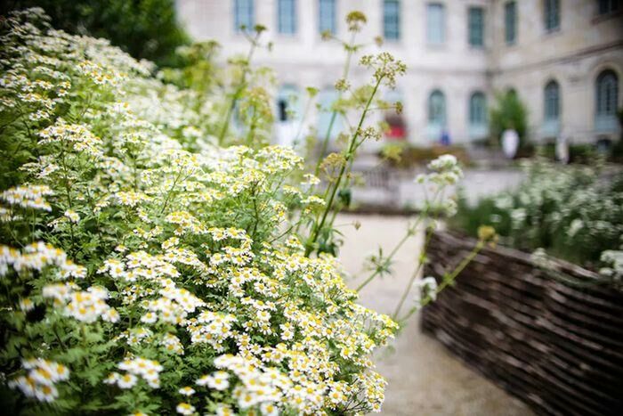 Jardin des plantes médicinales de l'Hôtel-Dieu-Le-Comte - JEP 2026_Troyes © Adrien Clergeot - Ville de Troyes