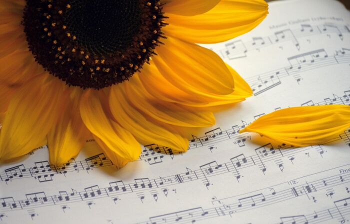 sunflower-neelam279 pixabay pixabay