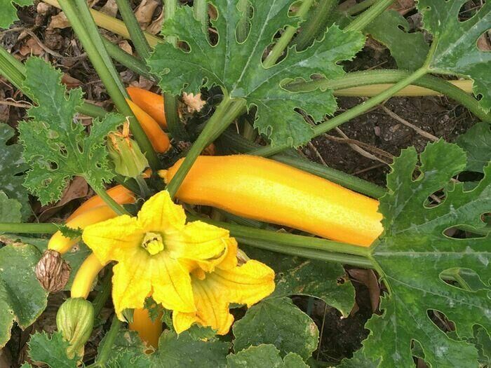 Rendez-vous aux jardins - Jardin solidaire Sacré Coeur_La Chapelle-Saint-Luc ©Association Agui Jardin Partagé et Solidaire du Sacré Cœur
