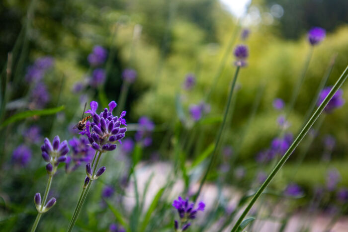 Visite guidée « Les jardins du XIXe siècle »_Troyes © AL - Troyes La Champagne Tourisme