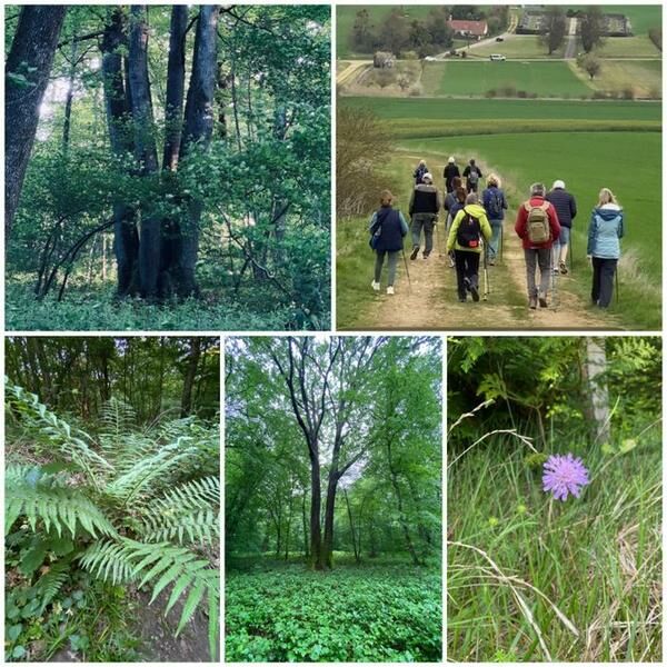Randonnée à la découverte du patrimoine paysager et forestier - JEP 2026_Vauchassis ©Note Nature