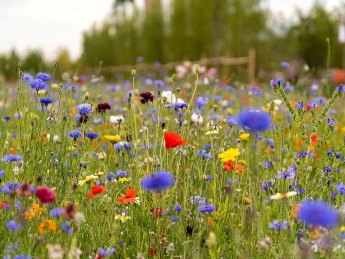 Les fleurs des chemins : Petits trésors au bord des sentiers_Courteranges ©stephan-eickschen