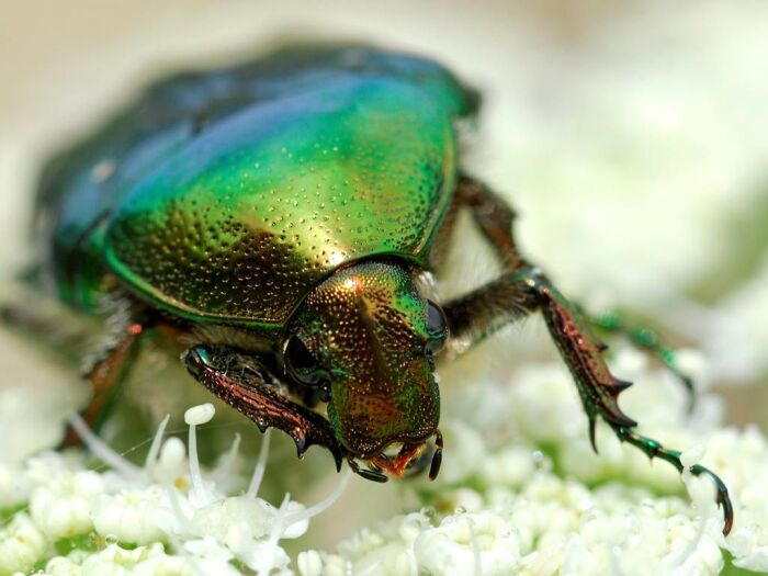 Les petites bêtes des prairies : Un safari miniature au cœur de la nature_Courteranges © C.Tomasson