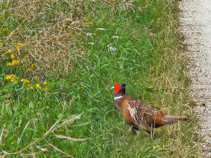 Visuel rnature comité des fêtes Laubressel