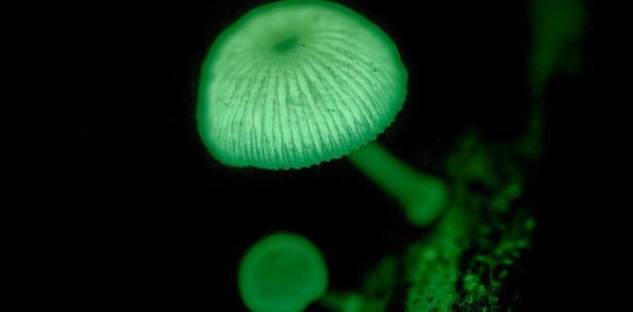 le monde des champignons e-trace