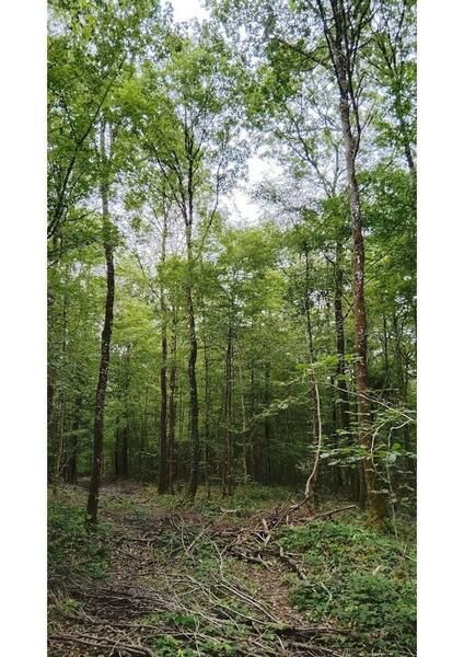 Forêt domaniale de Macey - JEP 2026_Macey © ONF