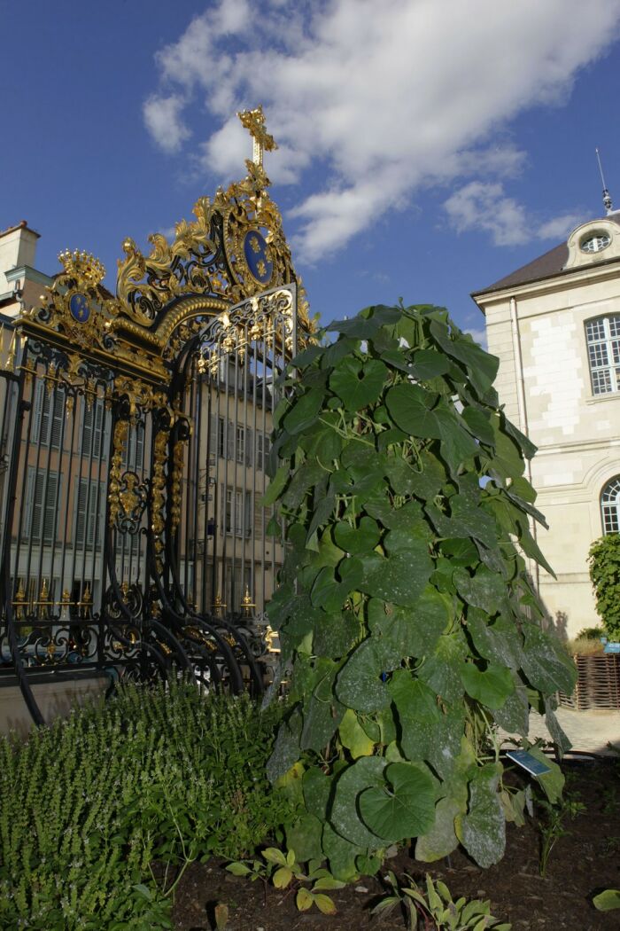 JARDIN MED HOTEL DIEU.JPG ©D.Le Nevé