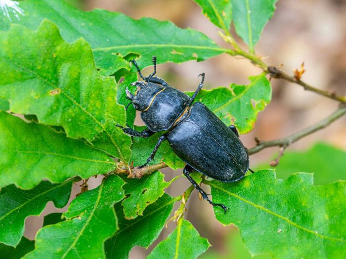 Les petites bêtes des prairies : Un safari miniature au cœur de la nature_Courteranges © bogdan-costin