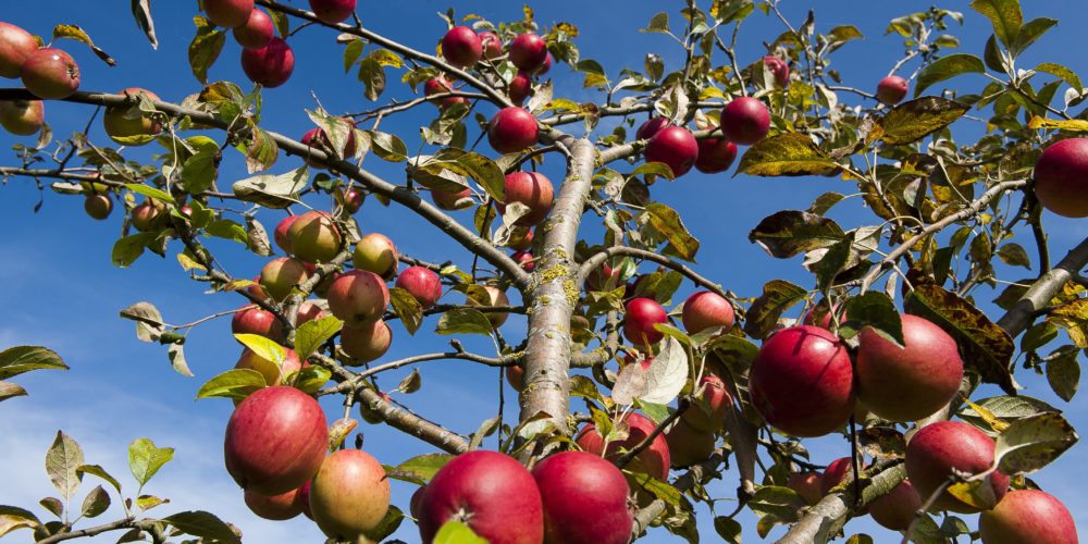 Apples from the Pays d'Othe